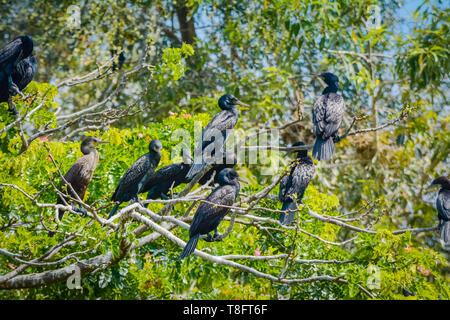 Groupe d'oiseaux dard assis sur un arbre Banque D'Images