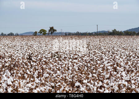 La culture du coton sec près de Burren Junction dans le nord-ouest de la Nouvelle-Galles du Sud, Australie Banque D'Images