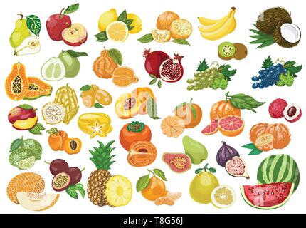 Grande collection de fruits isolés. Pour votre conception d'illustration vectorielle Illustration de Vecteur