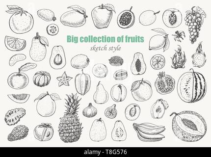 Grande collection de fruits sur fond blanc. Pour votre conception d'illustration vectorielle Illustration de Vecteur