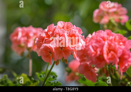 Les fleurs du géranium dans un jardin d'été. Banque D'Images