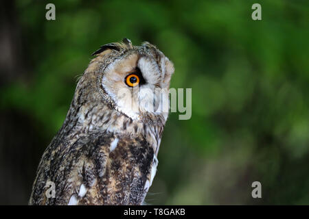 Owl portrait sur fond flou vert. Petit long-eared Owl (Asio otus) dans une forêt, des oiseaux nocturnes Banque D'Images