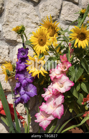 Fleurs de tournesol et de glaïeuls colorés dans le contexte d'une paroi calcaire Banque D'Images