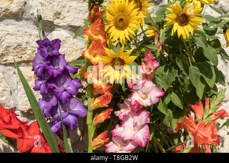 Fleurs de tournesol et de glaïeuls colorés dans le contexte d'une paroi calcaire Banque D'Images
