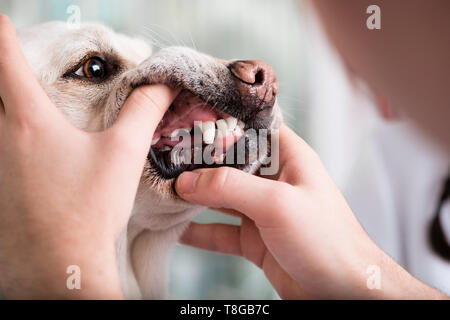 Les dents de chien en cours d'examen par le médecin des animaux Banque D'Images