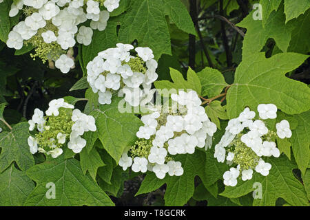 Panicules de fleurs et feuillages de oakleaf hydrangea Banque D'Images