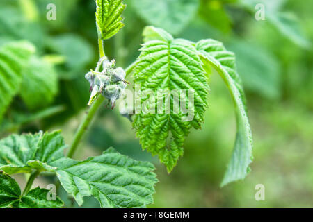 Les petits bourgeons de fleurs framboise sur une branche. Focus sélectif. Close-up. Banque D'Images