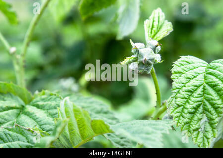 Les petits bourgeons de fleurs framboise sur une branche. Focus sélectif. Close-up. Banque D'Images