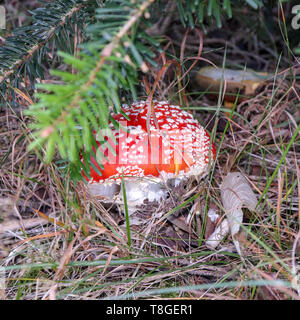 Fly-champignons agaric caché dans l'herbe dans la forêt Banque D'Images