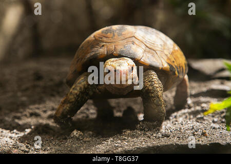 Une tortue dans le zoo Banque D'Images