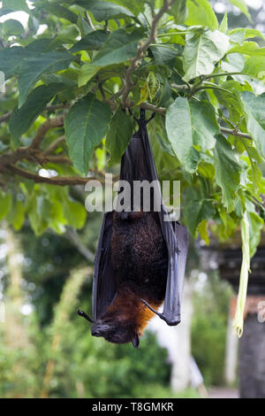 Grande roussette ou renard volant (Pteropus vampyrus) accroché dans un arbre à Bali Indonésie Banque D'Images