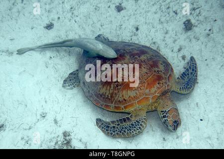 La France, l'île de Mayotte (département français d'outre-mer), la Grande Terre, Kani Keli, N'Gouja plage, tortue verte (Chelonia mydas) et un poisson pilote (Echeneis naucrates live sharksucker) accroché sur sa coquille Banque D'Images