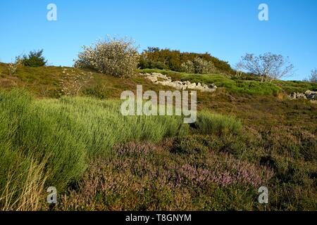 La France, Tarn, Lacaune, Monts de Lacaune, Parc Naturel Régional du Haut Languedoc, chemin vers le roc de Montalet, lieu de pèlerinage, statue de la Vierge Banque D'Images