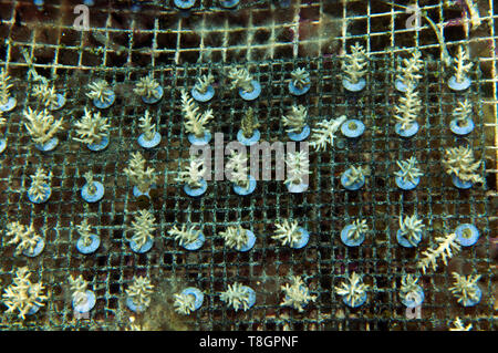 Les bourgeons des coraux d'élevage dans la lagune, Pohnpei, États fédérés de Micronésie Banque D'Images