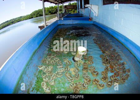 Bourgeons de corail d'élevage à Pohnpei, États fédérés de Micronésie Banque D'Images