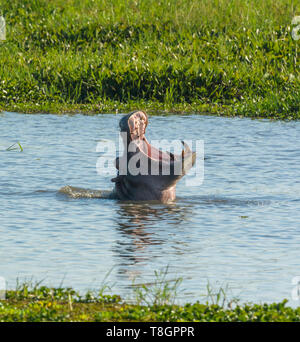 Hippopotame baillant très grande dans un bras d'un affluent de la Rivière Shire, Parc National de Liwonde Malawi Banque D'Images