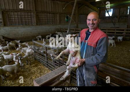 La France, l'Aveyron, Goutrens, portrait de Laurent Foucras, agneau allaiton source Banque D'Images