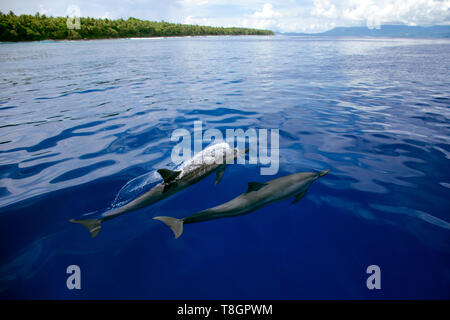 Dauphins, Stenella longirostris, Ant Atoll, Pohnpei, États fédérés de Micronésie Banque D'Images