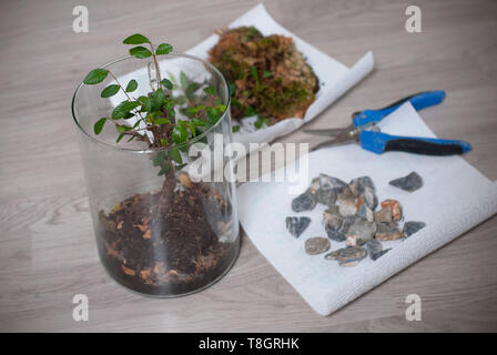 Processus de nettoyage du bonsaï au printemps. La cime d'un mauvais nettoyage des brindilles avec des ciseaux. Nettoyer les bonsay à partir de mousse et de feuilles. Banque D'Images