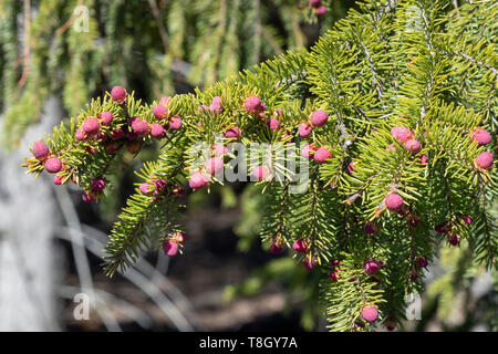 Picea abies, direction générale de l'épinette de Norvège avec des boutons de fleurs rouges, Finlande Banque D'Images