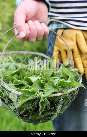 Urtica dioica. Homme porte les jeunes orties fraîchement cueillies dans Corbeille en fil de mise en l'alimentation de l'usine liquide - UK Banque D'Images