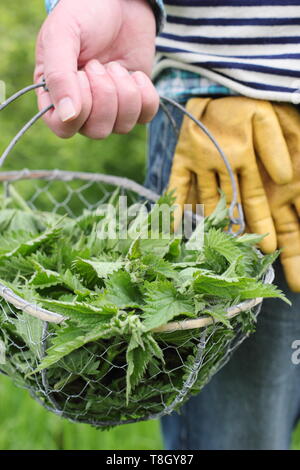 Urtica dioica. Homme porte les jeunes orties fraîchement cueillies dans Corbeille en fil de mise en l'alimentation de l'usine liquide - UK Banque D'Images