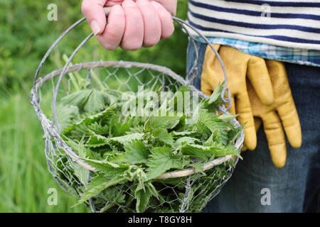 Urtica dioica. Homme porte les jeunes orties fraîchement cueillies dans Corbeille en fil de mise en l'alimentation de l'usine liquide - UK Banque D'Images