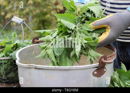 Urtica dioica. Man putting orties dans un contenant de métal pour faire engrais liquide Banque D'Images