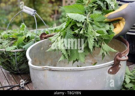 Urtica dioica. Man putting orties dans un contenant de métal pour faire engrais liquide Banque D'Images