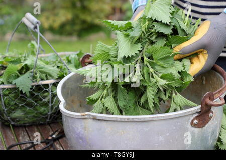 Urtica dioica. Man putting orties dans un contenant de métal pour faire engrais liquide Banque D'Images