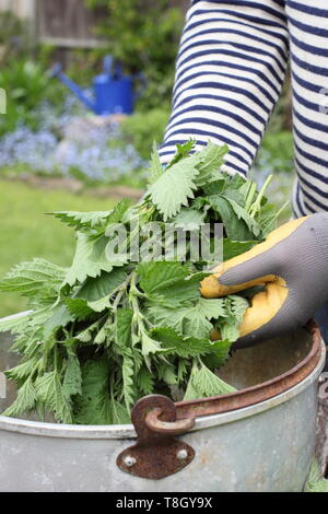 Urtica dioica. Man putting orties dans un contenant de métal pour faire engrais liquide Banque D'Images