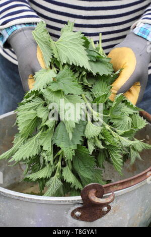 Urtica dioica. Man putting orties dans un contenant de métal pour faire engrais liquide Banque D'Images