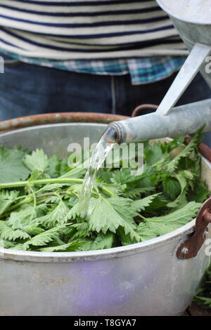 Urtica dioica. Faire de l'alimentation végétale liquide fait maison en ajoutant de l'eau d'orties. UK Banque D'Images