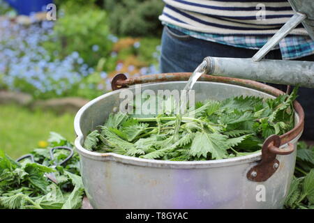 Urtica dioica. Faire de l'alimentation végétale liquide fait maison en ajoutant de l'eau d'orties. UK Banque D'Images