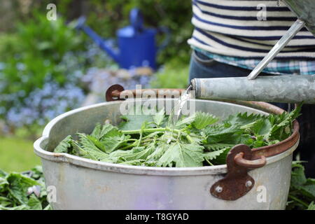 Urtica dioica. Faire de l'alimentation végétale liquide fait maison en ajoutant de l'eau d'orties. UK Banque D'Images