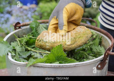 Urtica dioica. Faire de l'engrais d'orties, étape par étape. À l'aide d'une pierre d'attente orties sous l'eau Banque D'Images