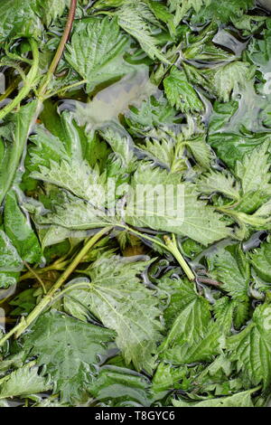 Urtica dioica. Orties submergées dans l'eau pour rendre l'alimentation végétale liquide - UK Banque D'Images