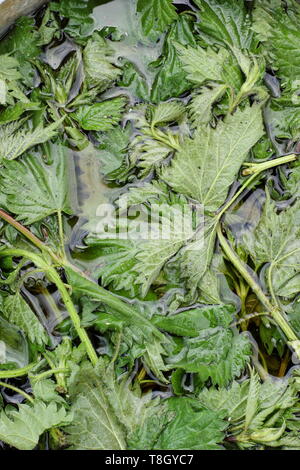 Urtica dioica. Orties submergées dans l'eau pour rendre l'alimentation végétale liquide - UK Banque D'Images