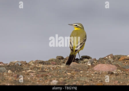 L'ouest de la bergeronnette printanière (Motacilla flava) Banque D'Images