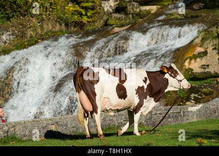 France, Jura, les pertes de la rivière d'Ain sur le village de Sirod et vache vaches montbéliardes exclusivement Banque D'Images