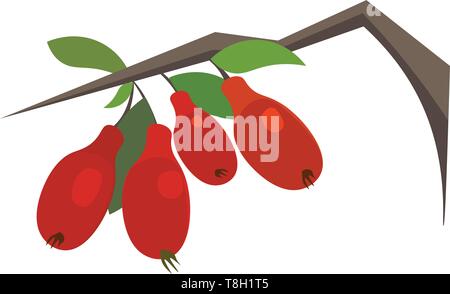 Les baies de Goji hand drawn vector design, illustration, sur fond blanc. Illustration de Vecteur