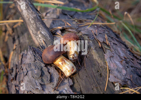 Champignons sauvages comestibles de couleur marron avec un capuchon en automne forêt de pins. Bay bolet connu comme imleria badia ou boletus badius mushroom on wooden background Banque D'Images