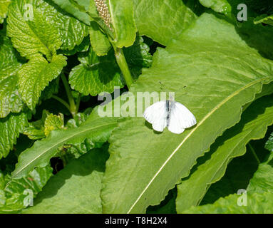 Une femelle Papillon Orange Tip Au début de l'été profiter du soleil sur une feuille dans un jardin à Corbridge Northumberland England Royaume-Uni UK Banque D'Images