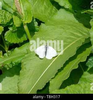 Une femelle Papillon Orange Tip Au début de l'été profiter du soleil sur une feuille dans un jardin à Corbridge Northumberland England Royaume-Uni UK Banque D'Images