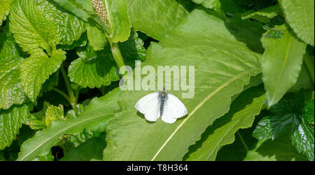 Une femelle Papillon Orange Tip Au début de l'été profiter du soleil sur une feuille dans un jardin à Corbridge Northumberland England Royaume-Uni UK Banque D'Images