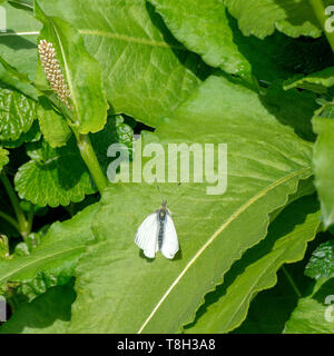 Une femelle Papillon Orange Tip Au début de l'été profiter du soleil sur une feuille dans un jardin à Corbridge Northumberland England Royaume-Uni UK Banque D'Images