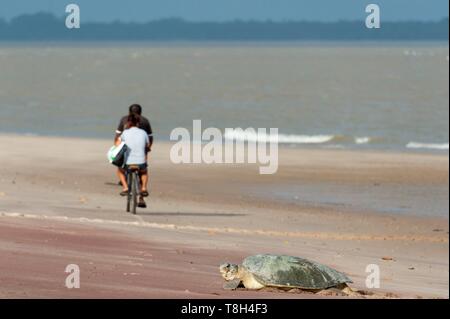 France, Guyane, réserve naturelle de l'Amana, tortues olivâtres (Lepidochelys olivacea) Banque D'Images