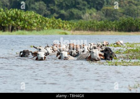 France, Guyane, Cayenne, la Réserve Naturelle des Marais de Kaw, les bovins domestiques (Bos taurus) dans la rivière Kaw Banque D'Images