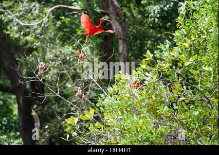 France, Guyane, Cayenne, la Réserve Naturelle des Marais de Kaw, Ibis Rouge (Eudocimus ruber) Banque D'Images