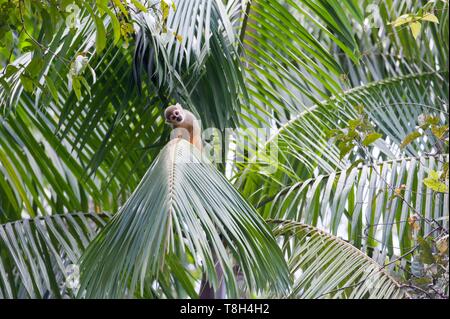 France, Guyane, Cayenne, la Réserve Naturelle des Marais de Kaw, singe écureuil (Saimiri sciureus) Banque D'Images